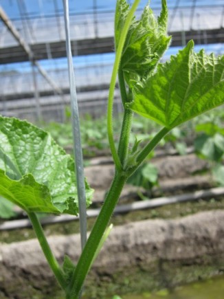 �摜(326x435)�E�g��摜(480x640)