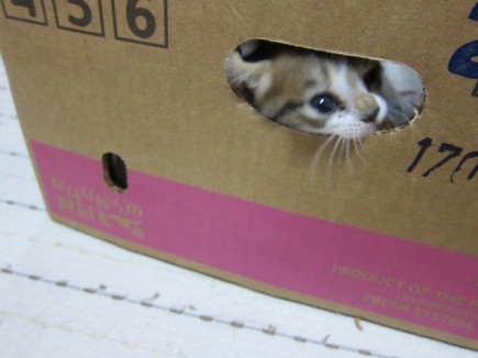 �摜(435x326)�E�g��摜(640x480)