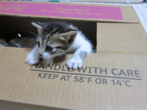 �摜(300x225)�E�g��摜(640x480)