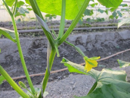 �摜(435x326)�E�g��摜(640x480)