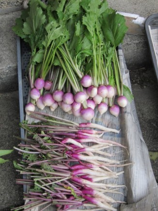 �摜(326x435)�E�g��摜(480x640)