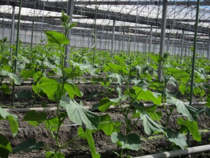 �摜(435x326)�E�g��摜(640x480)