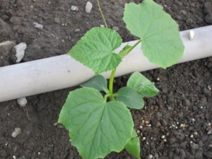 �摜(300x225)�E�g��摜(640x480)