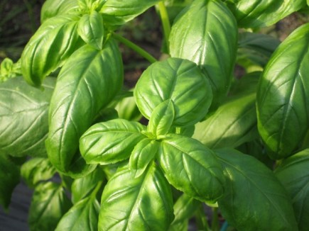 �摜(435x326)�E�g��摜(640x480)