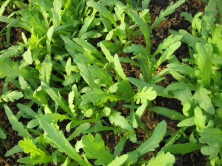 �摜(435x326)�E�g��摜(640x480)