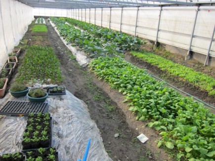 �摜(435x326)�E�g��摜(640x480)