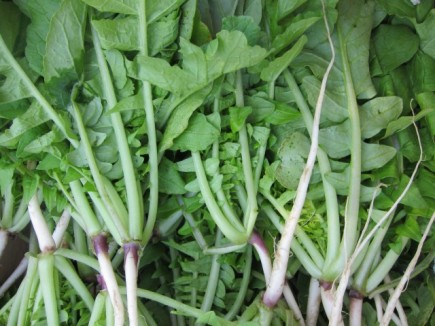 �摜(435x326)�E�g��摜(640x480)