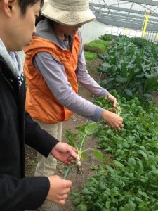 �摜(225x300)�E�g��摜(360x480)