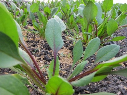 �摜(435x326)�E�g��摜(640x480)