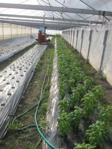 �摜(225x300)�E�g��摜(480x640)