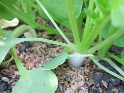 �摜(435x326)�E�g��摜(640x480)