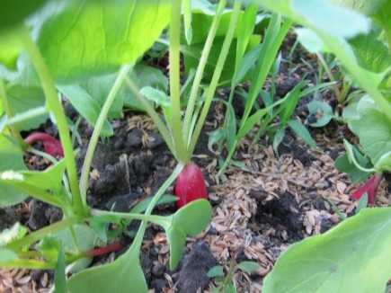 �摜(435x326)�E�g��摜(640x480)