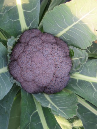 �摜(326x435)�E�g��摜(480x640)