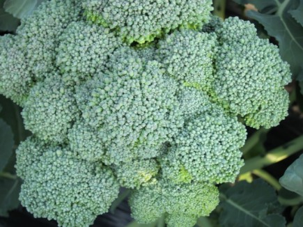 �摜(435x326)�E�g��摜(640x480)