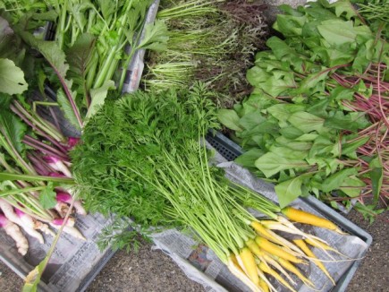 �摜(435x326)�E�g��摜(640x480)