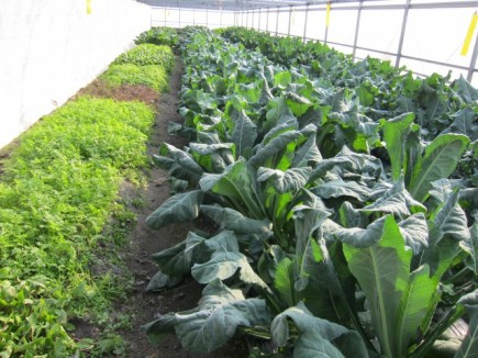 �摜(435x326)�E�g��摜(640x480)