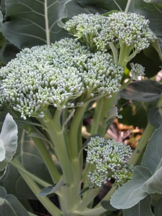 �摜(326x435)�E�g��摜(480x640)