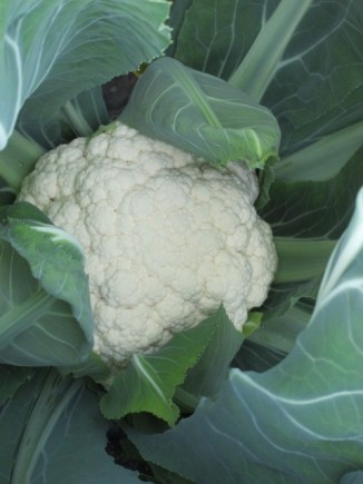 �摜(326x435)�E�g��摜(480x640)