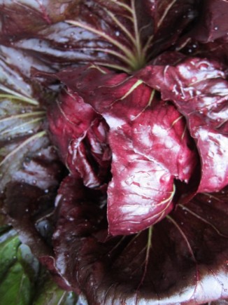 �摜(326x435)�E�g��摜(480x640)