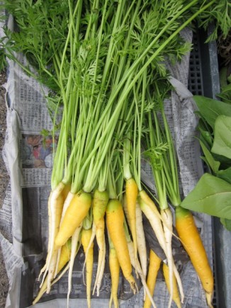 �摜(326x435)�E�g��摜(480x640)