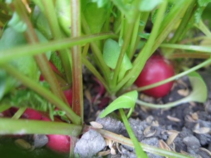 �摜(435x326)�E�g��摜(640x480)