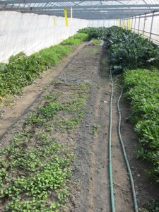 �摜(225x300)�E�g��摜(480x640)