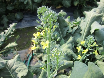 �摜(435x326)�E�g��摜(640x480)