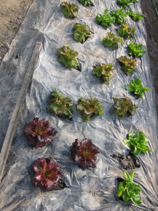 �摜(326x435)�E�g��摜(480x640)