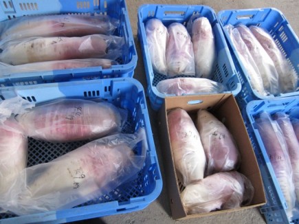 画像(435x326)・拡大画像(640x480)