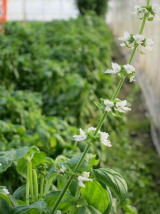 �摜(326x435)�E�g��摜(480x640)