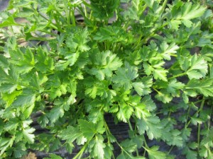 �摜(300x225)�E�g��摜(640x480)