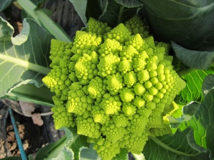 �摜(435x326)�E�g��摜(640x480)