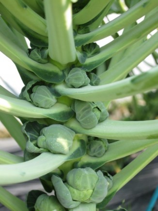 �摜(326x435)�E�g��摜(480x640)