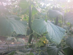 �摜(300x225)�E�g��摜(640x480)