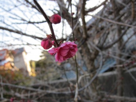 �摜(435x326)�E�g��摜(640x480)