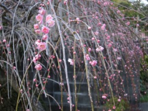 �摜(300x225)�E�g��摜(640x480)