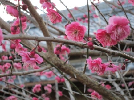 �摜(435x326)�E�g��摜(640x480)