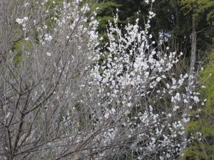 �摜(435x326)�E�g��摜(640x480)