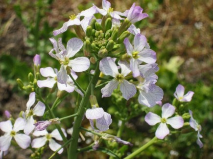 �摜(435x326)�E�g��摜(640x480)