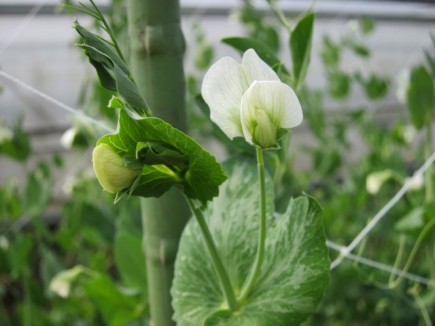 �摜(435x326)�E�g��摜(640x480)