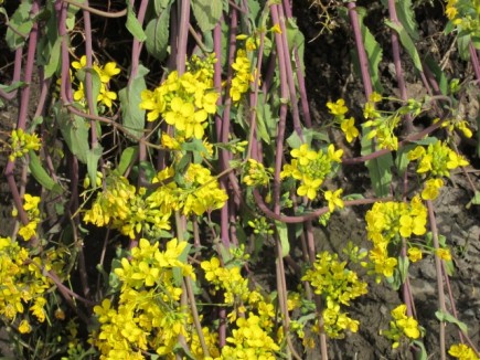 �摜(435x326)�E�g��摜(640x480)