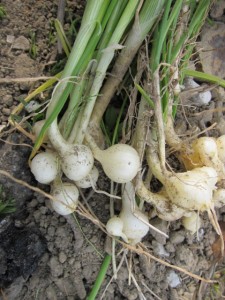 �摜(225x300)�E�g��摜(480x640)