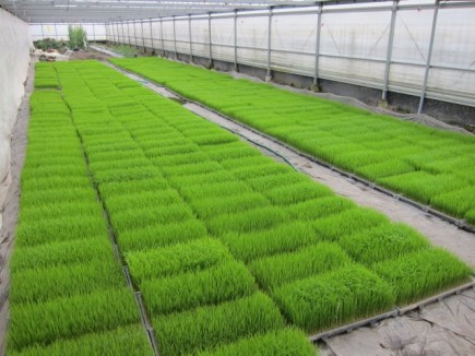 �摜(435x326)�E�g��摜(640x480)