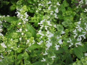 �摜(300x225)�E�g��摜(640x480)