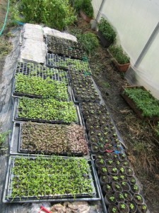 �摜(225x300)�E�g��摜(480x640)