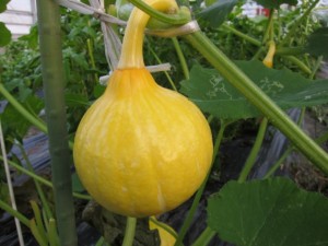 �摜(300x225)�E�g��摜(640x480)