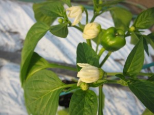 画像(300x225)・拡大画像(640x480)