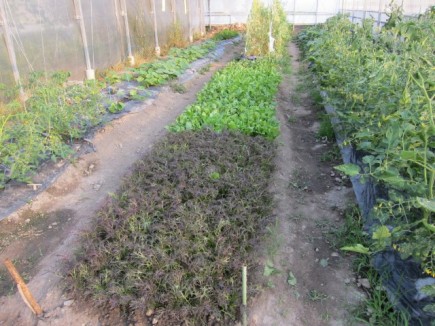 画像(435x326)・拡大画像(640x480)