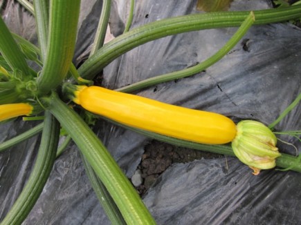 画像(435x326)・拡大画像(640x480)