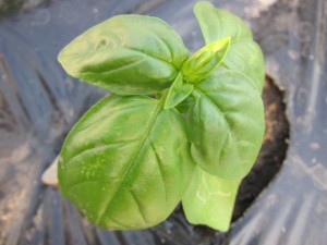 画像(300x225)・拡大画像(640x480)